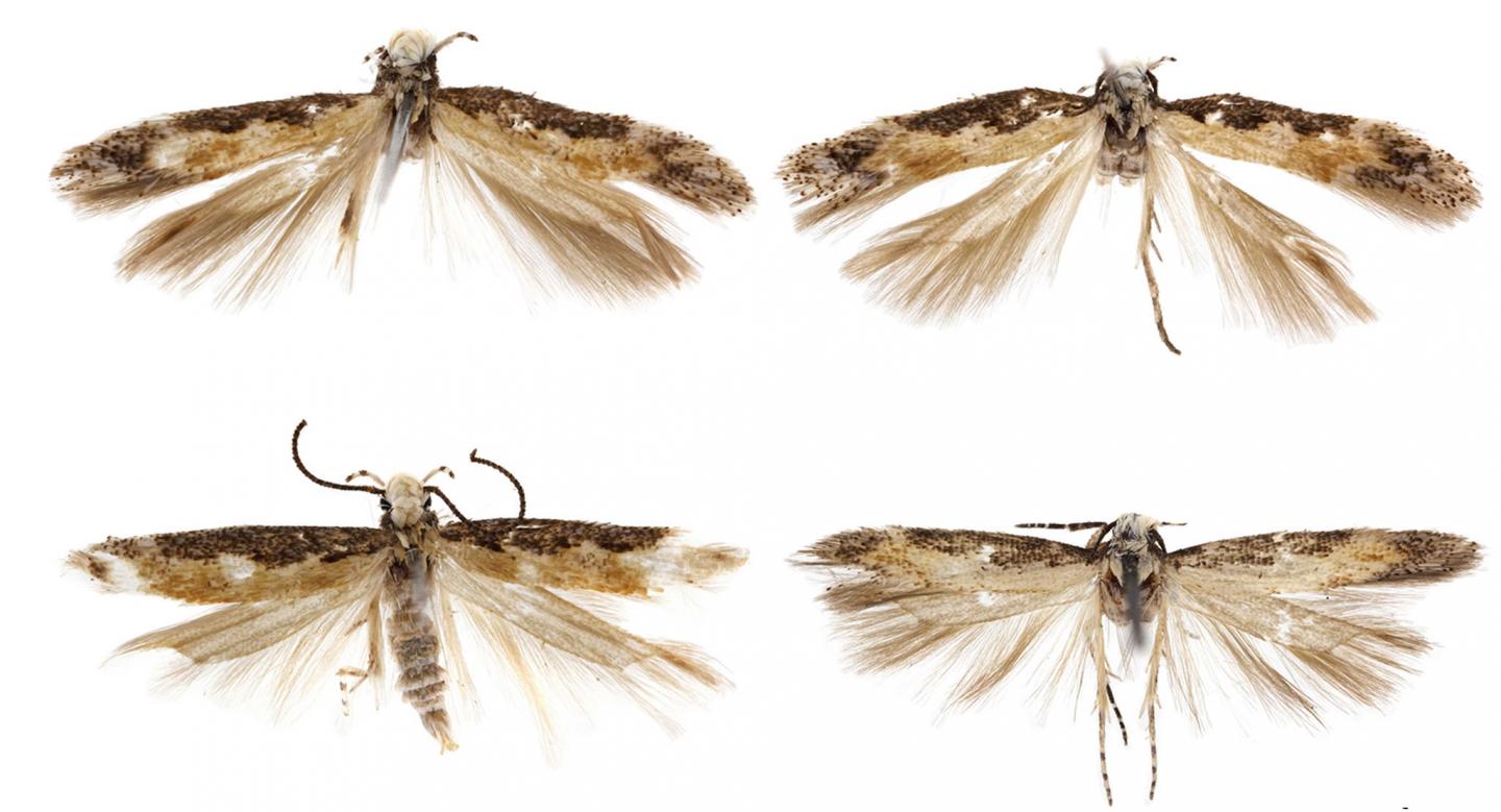 Adults of the New Species <em>Neopalpa donaldtrumpi</em>