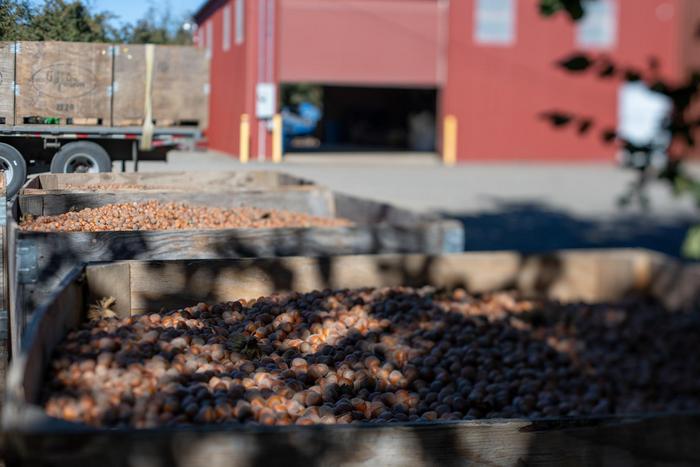 Harvested hazelnuts from Lane-Massee Farm