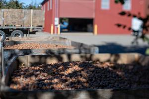 Harvested hazelnuts from Lane-Massee Farm