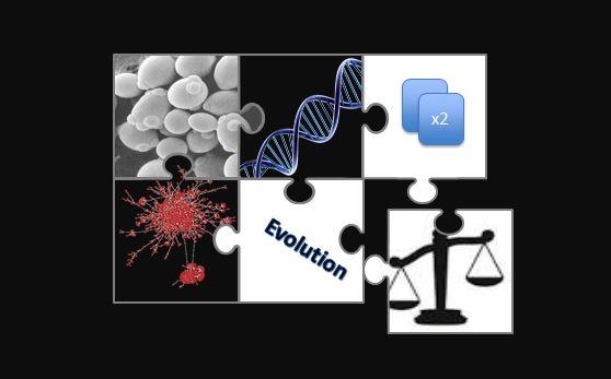 Process of Gene Duplication