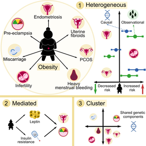 Obesity may increase risk of some female reproductive disorders