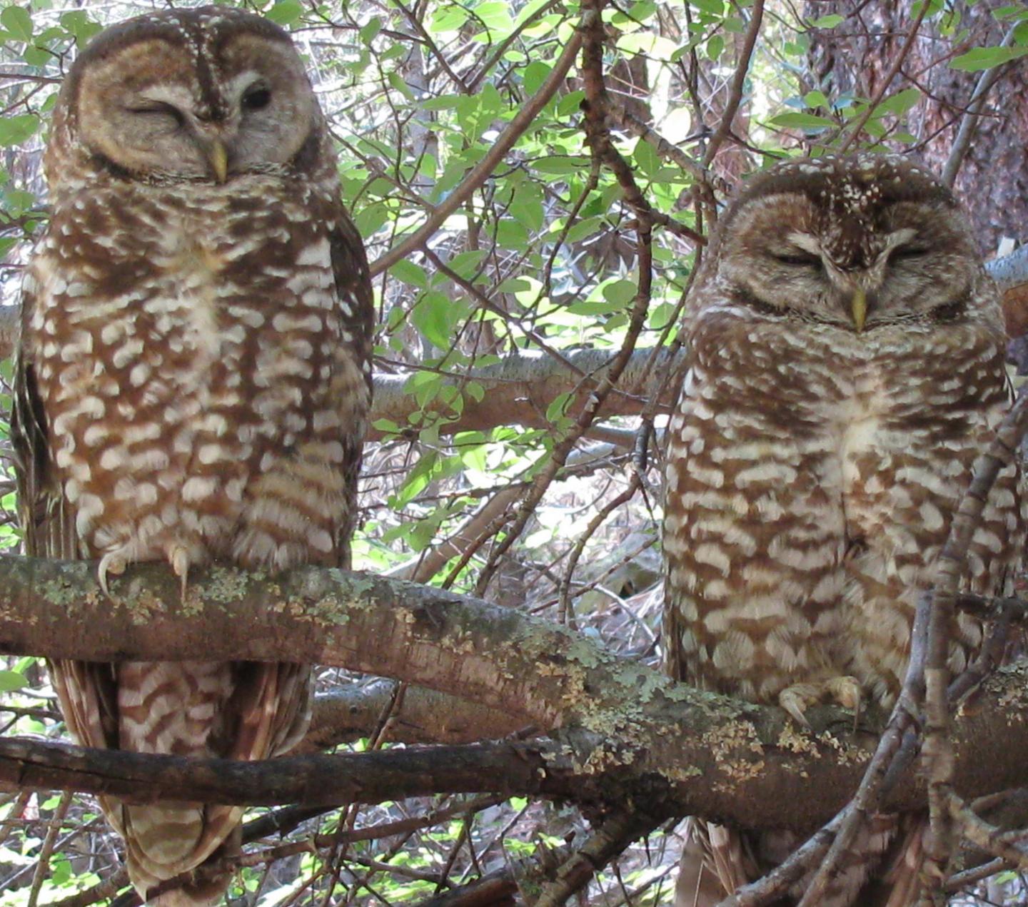 Pair of Spotted Owls