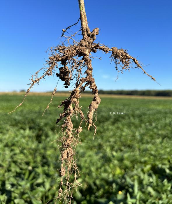 Southern Root-Knot Nematode on Soybean Roots