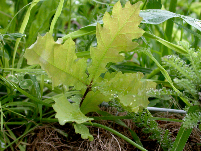 oak sprout