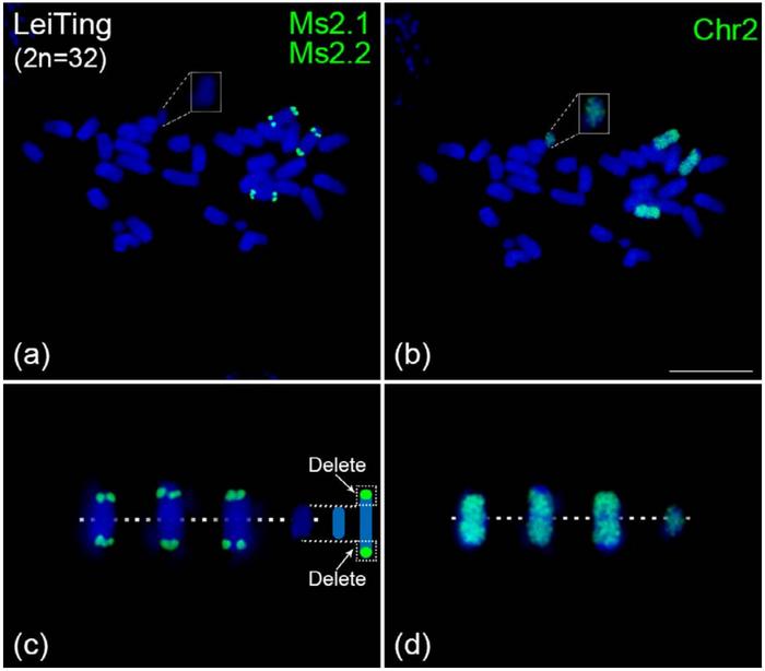 Validation of large chromosomal segment deletions by chromosome painting.