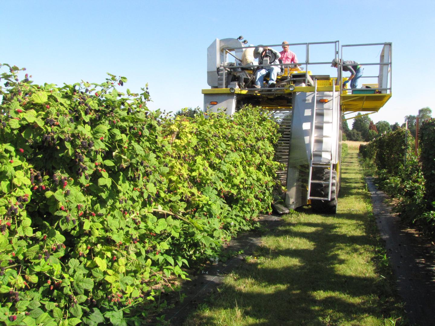 Liquid Corn, Fish Fertilizers 