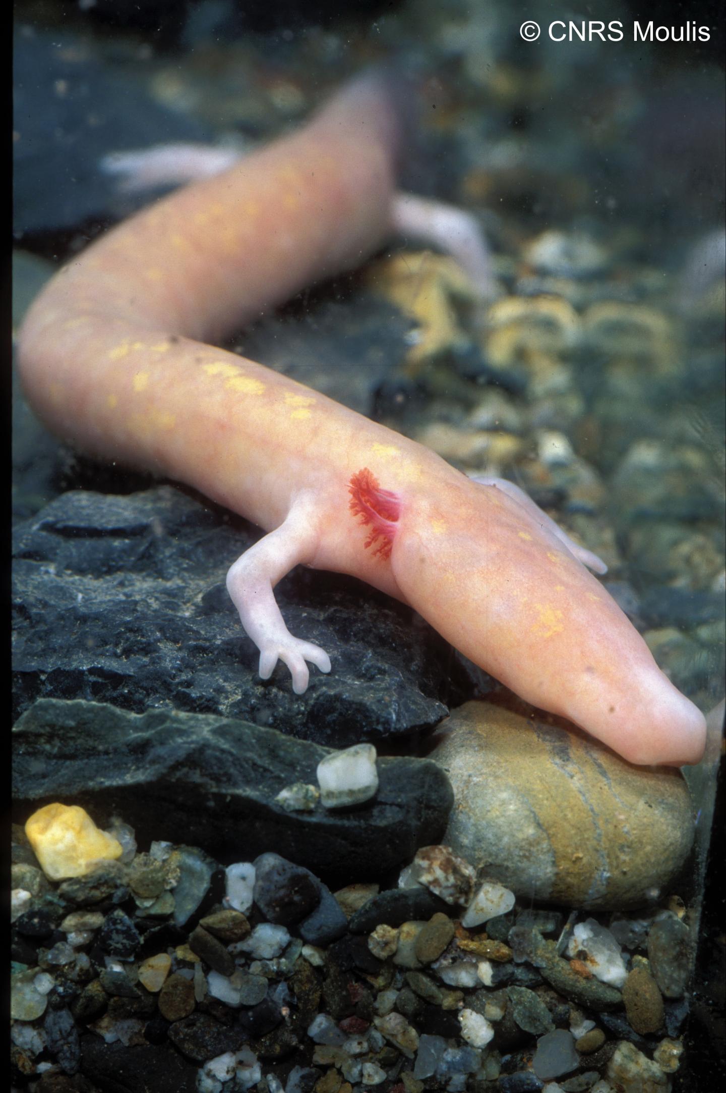 Blind Cave Salamander