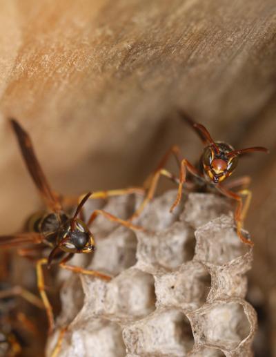 Social Wasps Recognize Each Others' Faces (2 of 6)