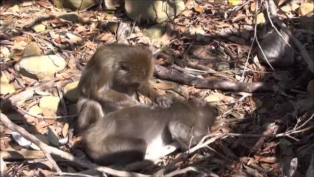 Socialite Japanese Macaques Get More Grooming from 'Friends' (1/2)