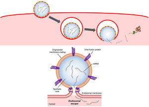 Endosomal escape