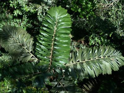 Yasuni Palm Crown