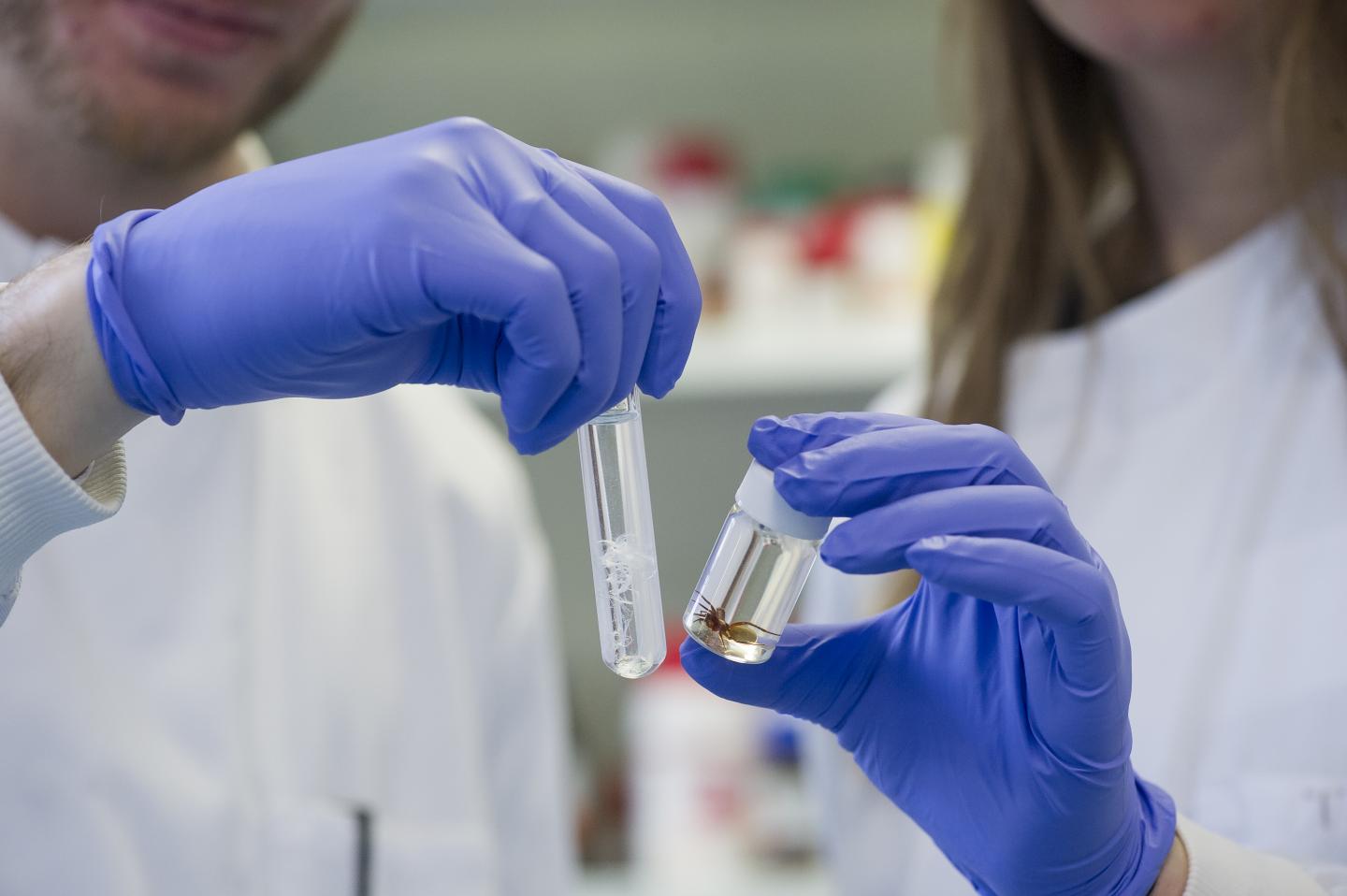 Spider Silk and Spider