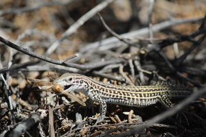 Colorado checkered whiptail