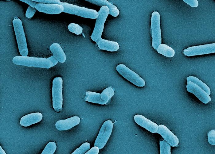Employing IMPRINT, the researchers could significantly boost DNA transformation in Salmonella.