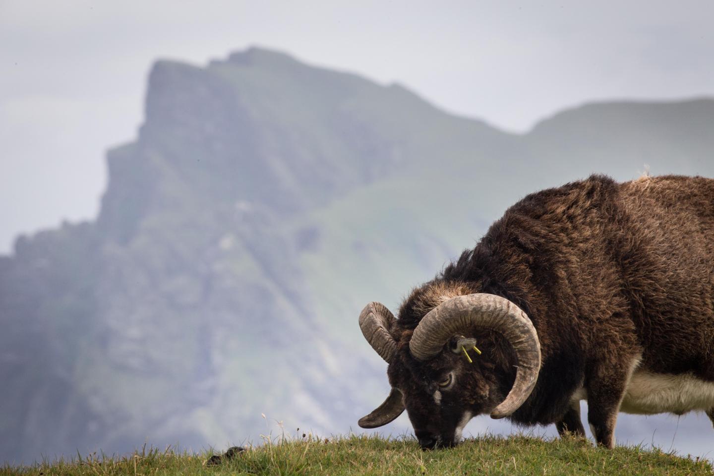 Soay Sheep