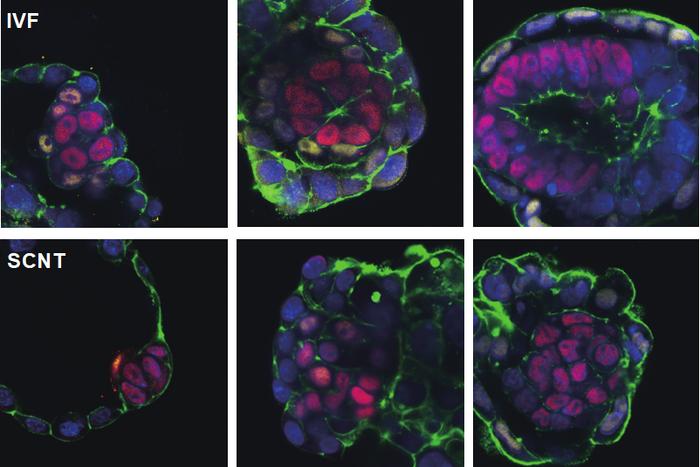 Disorganized epiblast lineage development of SCNT peri-implantation embryos