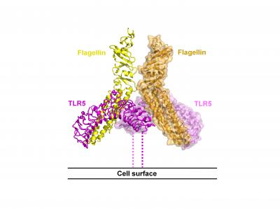 Co-structure of Flagellin and TLR5