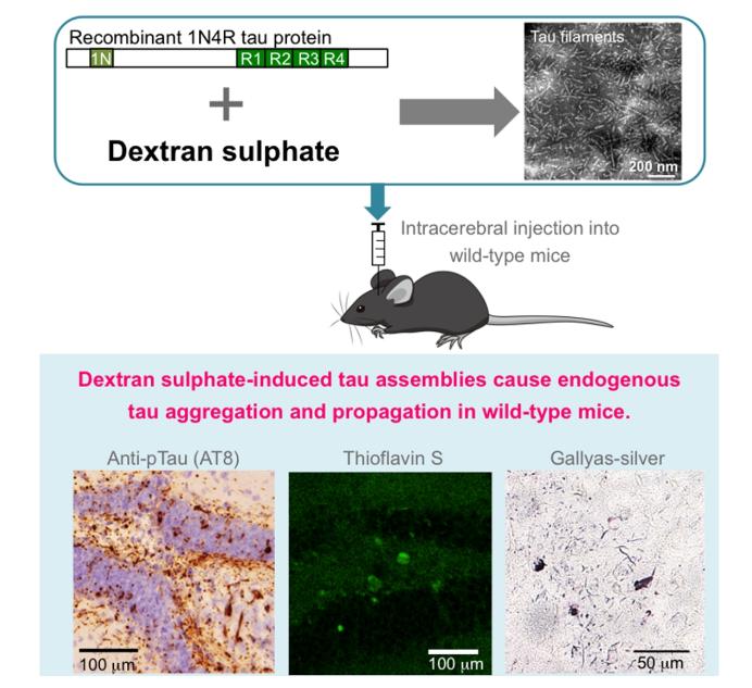 A new mouse model of tau propagation established