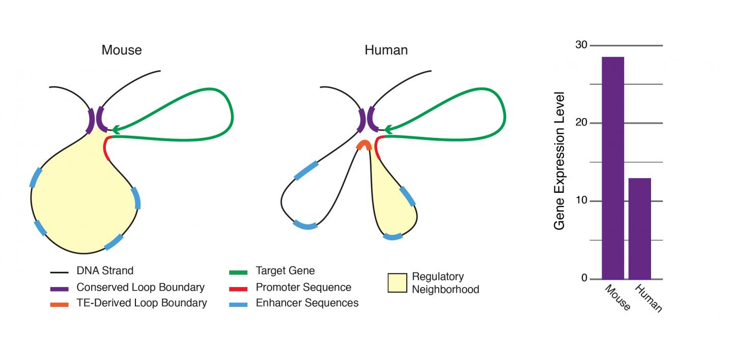 Transposable Elements Play An Important Role in Genetic Expression and Evolution