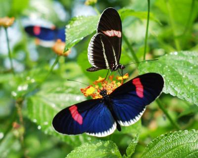 Single Gene Tied to Butterfly Mimicry (4 of 6)