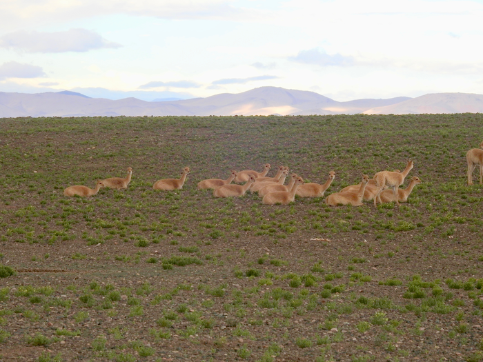 Vicuna family group ready to rest for the night