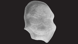 The otoliths of fishes are small stones in the inner ear of bony fishes that facilitate the fishes’ sound and balance perception. Their morphology is particular to each fish species and their size directly reflects the size of the fish individual they come from.