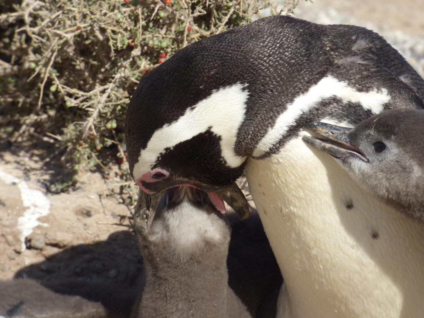 Penguin Feeding 2