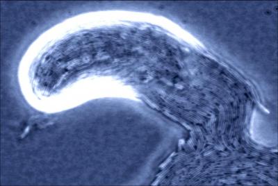 Multicellular Raft of <I>P. mirabilis</I> Swarmer Cells