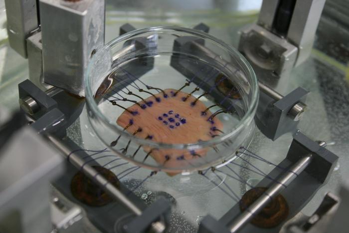 A prepared myocardial sample in a biaxial testing machine.