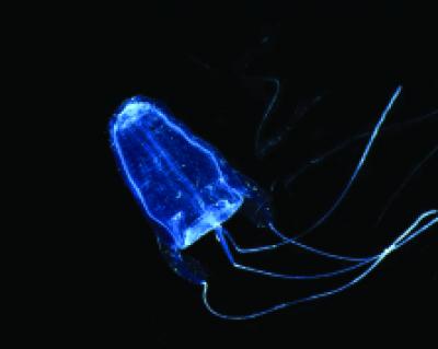 Box Jellyfish (<I>Alatina moseri</I>)