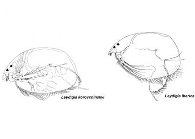 Illustration of the 2 New Crustaceans