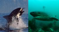 Great White Shark and Sevengill Shark