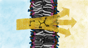 Diffusion across a cell membrane