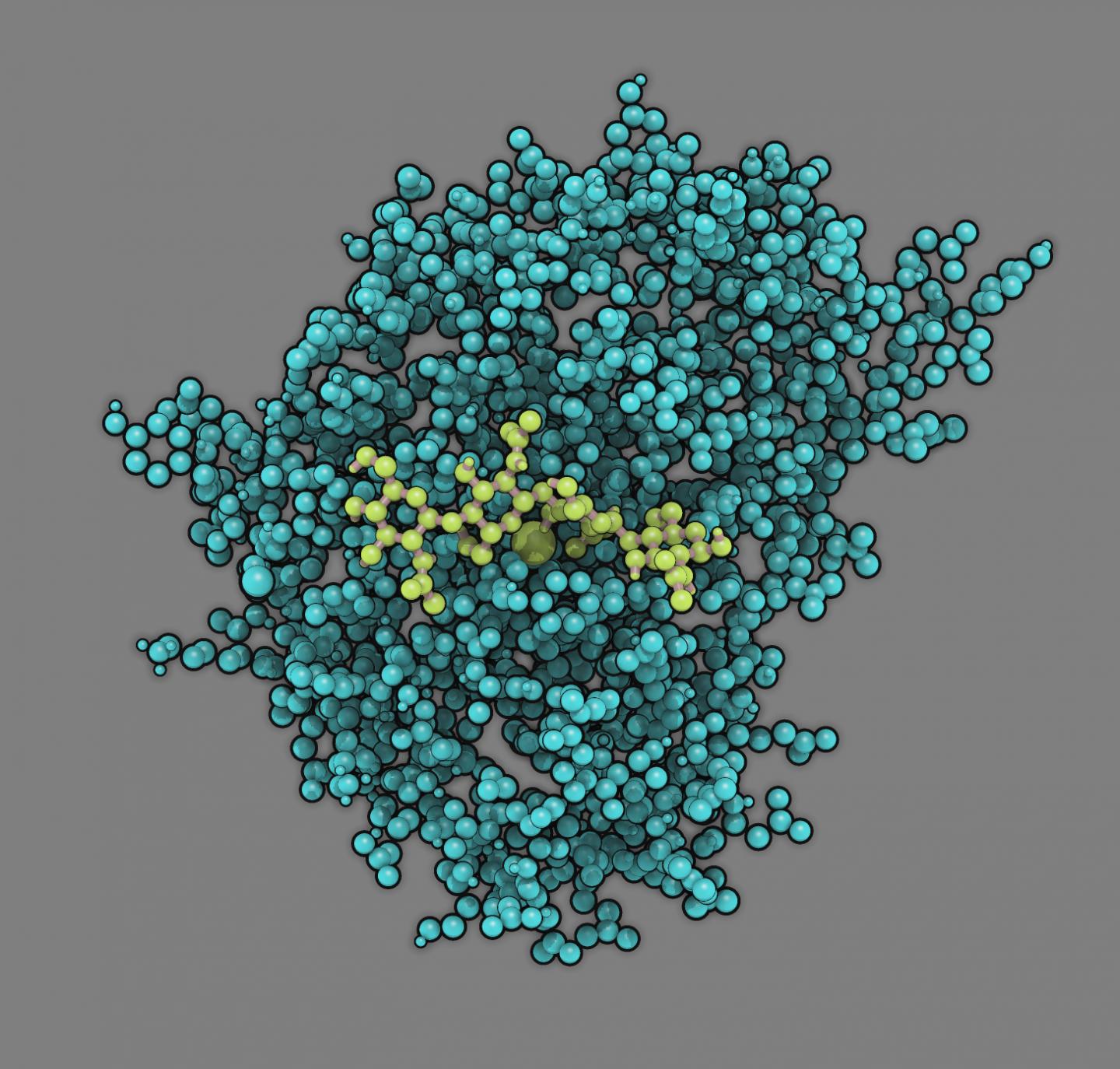 Model of the Enzyme Chitosan Deacetylase