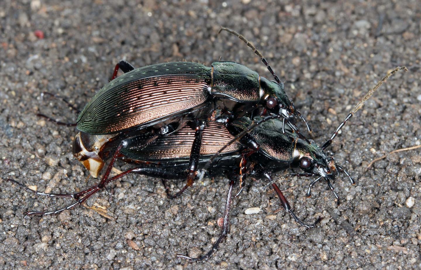 Berkeley Beetle