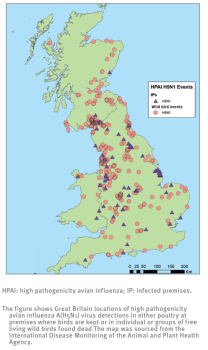 High pathogenicity avian influenza H5N1-infected premises and wild bird events, Great Britain, October 2021–January  2022