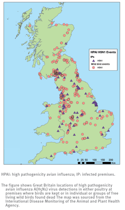 High pathogenicity avian influenza H5N1-infected premises and wild bird events, Great Britain, October 2021–January 2022