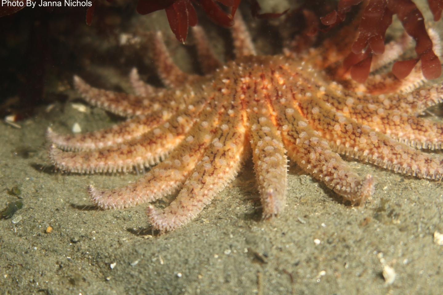 Sunflower sea star