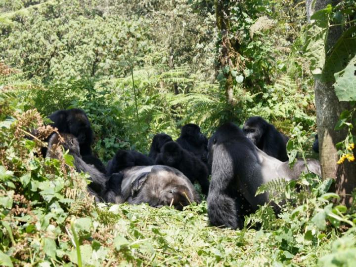 Grauer's Gorilla Group