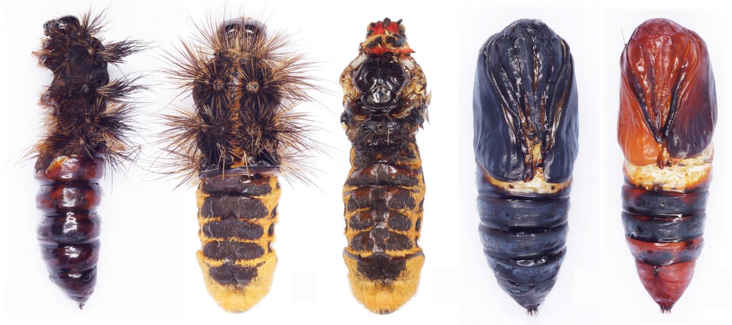 Metamorphosis anomalies in Arctia menetriesii