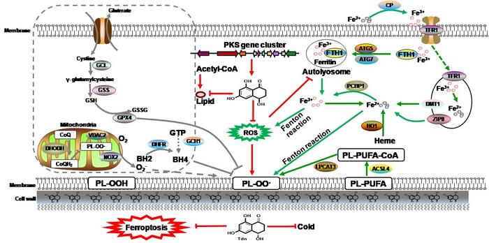 Melanin Precursors Mediated Fungal Adaption to Temperature Changes via Inhibition of Lipid and Ferroptosis