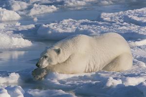 A polar bear still hunting on the sea ice of Hudson Bay, Manitoba, Canada.