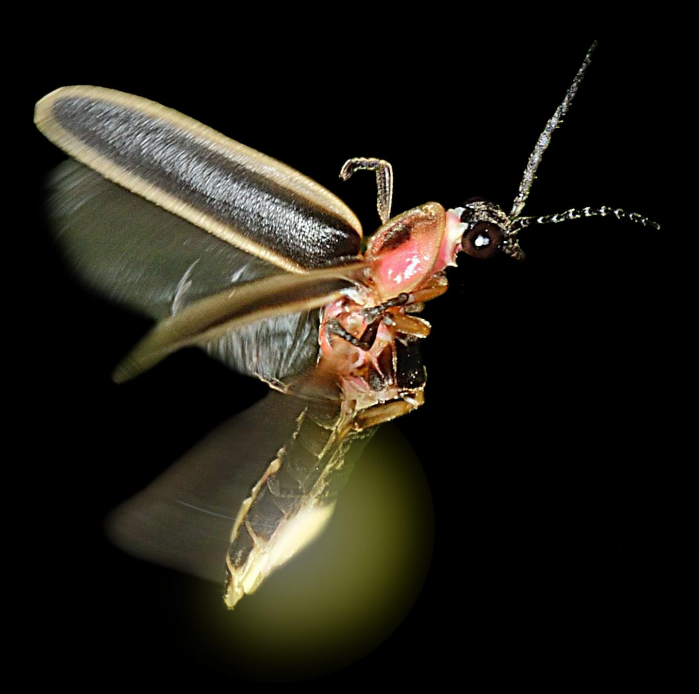 Rethinking Why Fireflies Light Up (1 of 4) | EurekAlert!