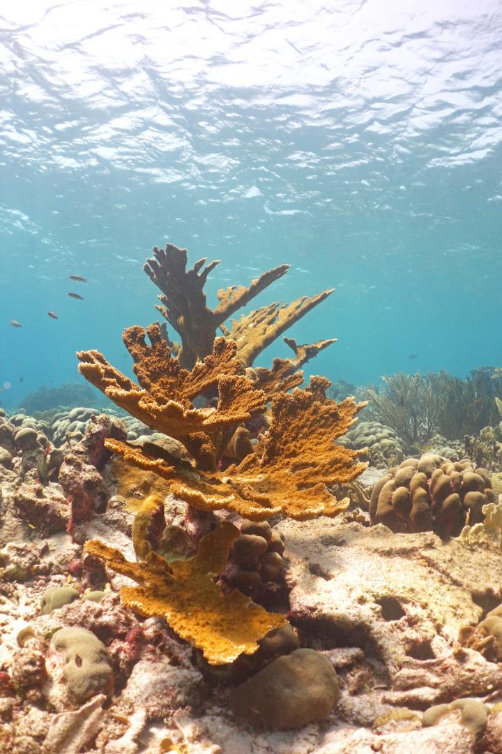 Endangered coral species