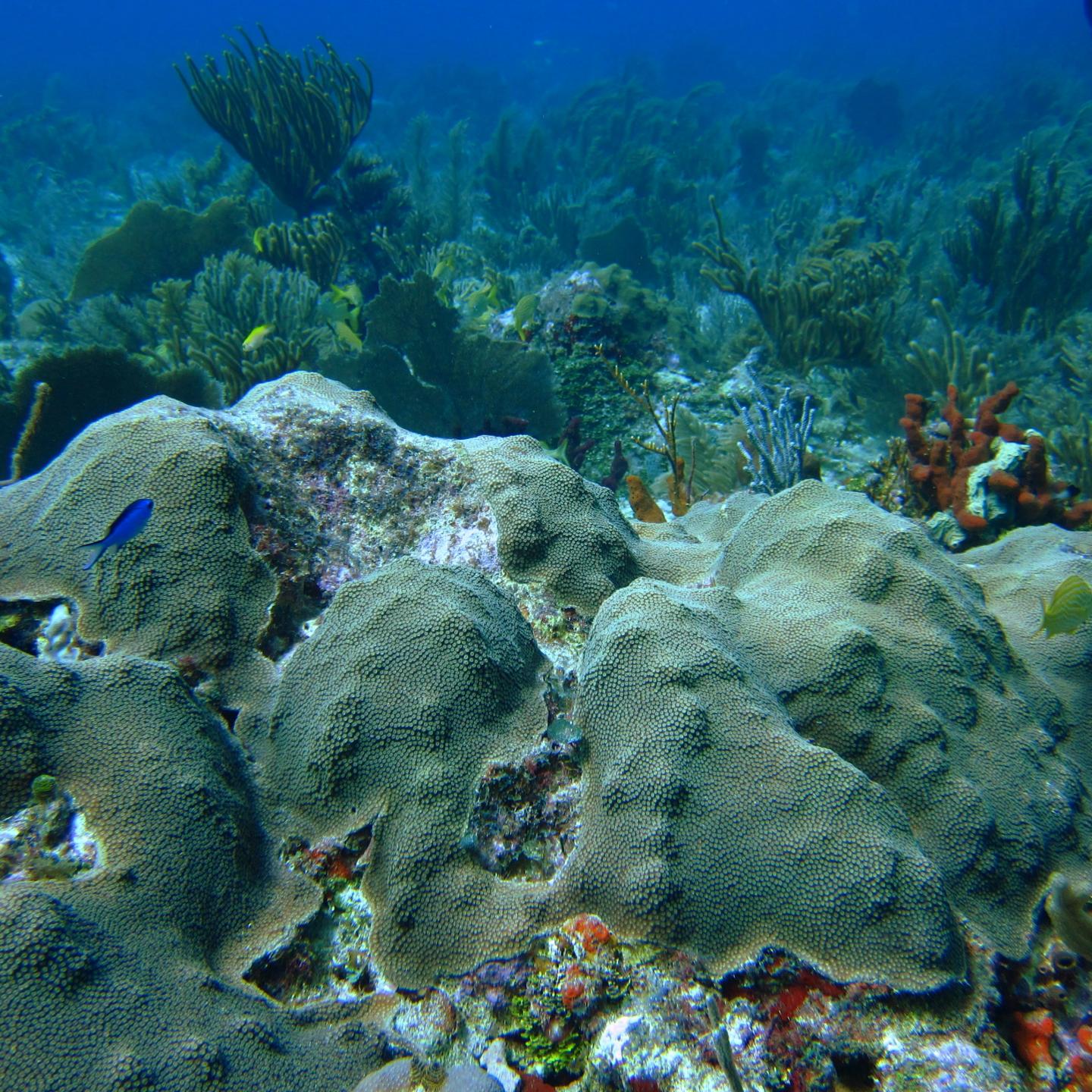 <I>Orbicella faveolata</I> (1 of 2)