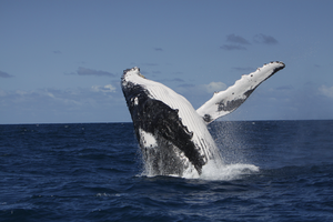 Whale Breaching