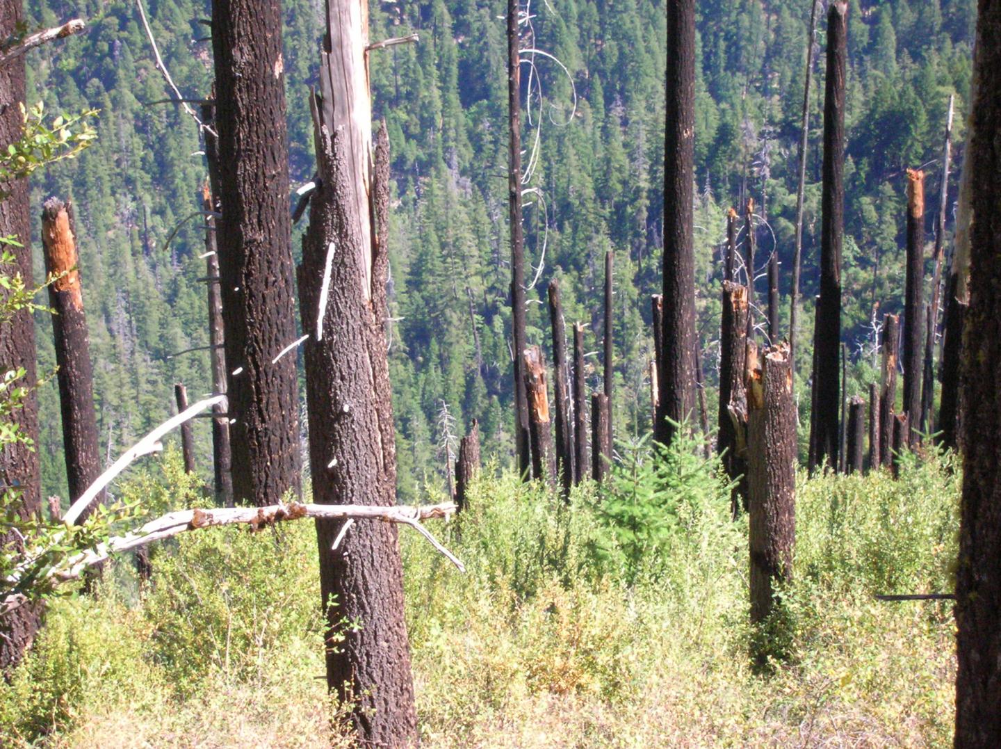 Douglas-fir Regeneration after a High Severity Wildfire