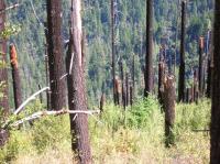 Douglas-fir Regeneration after a High Severity Wildfire