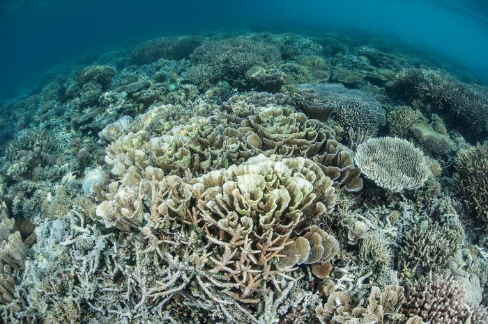 Climate Change Is Devastating Coral Reefs Worldwide, Major Report