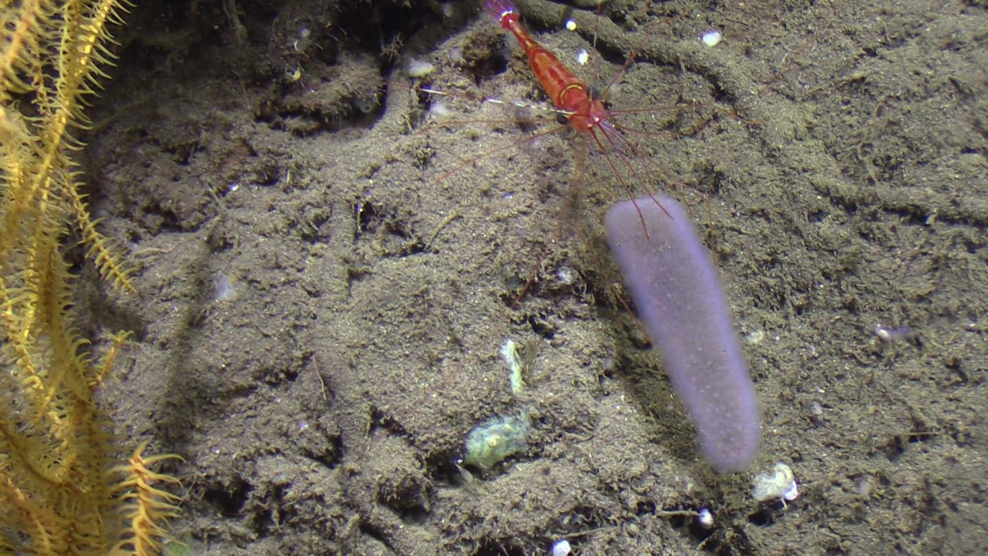Deep-sea shrimp with a pyrosome